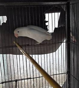 love bird