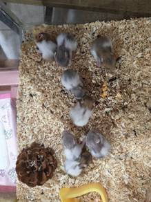 Syrian hamster