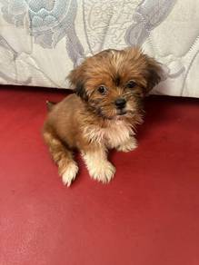 Puppy for sales 