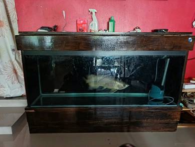 Aquarium tank dan arowana