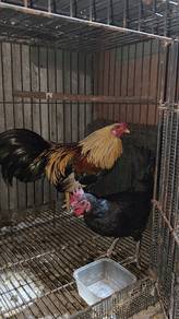 Ayam hutan kacuk kampung