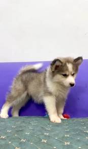 Husky puppy
