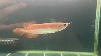 Super Red Sepauk