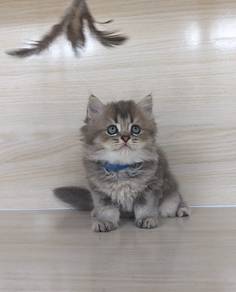 bsh long hair