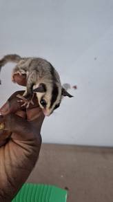 Sugerglider
