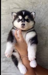husky c
