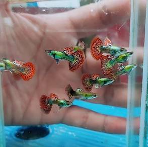 guppy red dragon