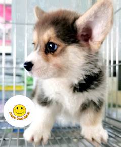 HSSG_W1300 Welsh Corgi tri color double coated
