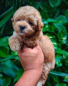 maltipoo&&