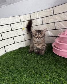 Tabby Munchkin kitten