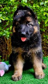 GERMAN SHEPHERD PUPPIES F124 🐻 Female