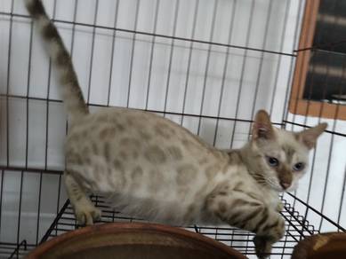 Bengal Snow Female