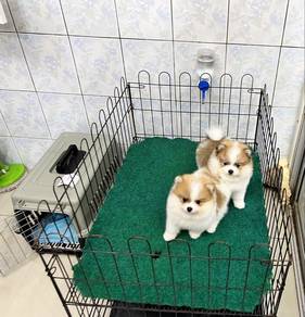 Bear Face Pomeranian Puppies