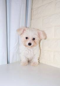 J0571 Bichon Fluffy White Teddy Bear Puppy