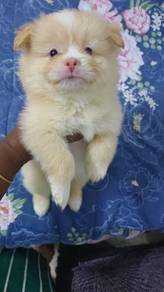 Pompoo