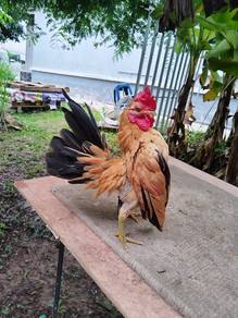 Ayam Serama