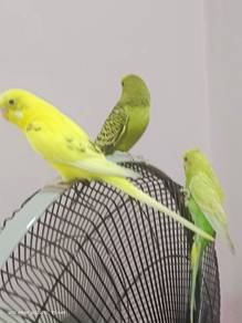 Beautiful Lovebirds for Sale 🐦 | Healthy & Active