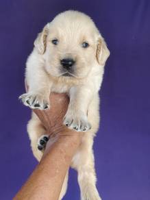Cream Color Golden Retriever (2M) 