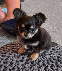 black and white Chihuahua ~1