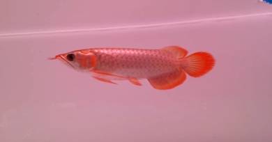 Arowana super red 5 inch -wholesale price