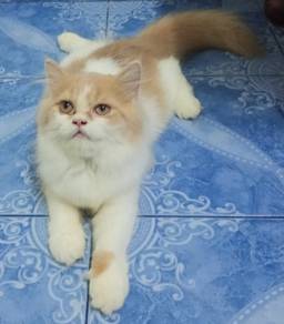 Kucing Persian mencari Tuan Baru