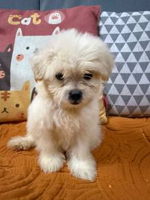 Pomeranian Mix