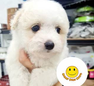RRT886 BICHONPOO Bichon x Poodle white haired