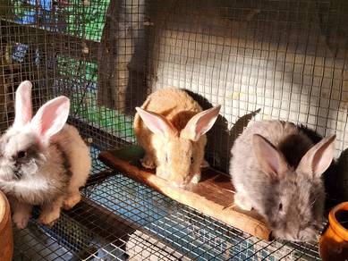 Cute Bunnies