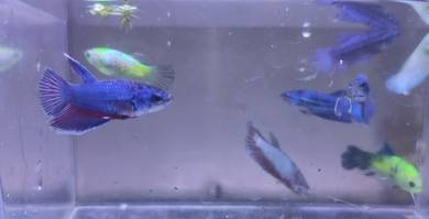 Betta Fish Ikan Laga