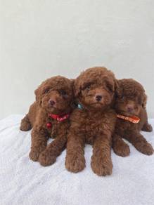 Toy poodle puppies