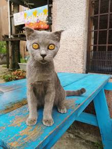 bsh (male)