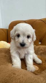 Maltipoo