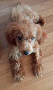 original poodle female 