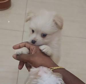 Shihpoo