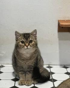 Tabby Female 9 month for mating