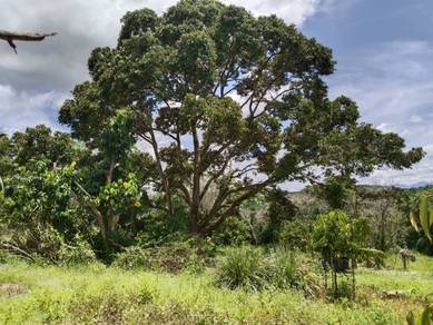 Agricultural Land in Ayer Tawar, PRK