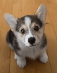 B1287 Round Corgi Adorable Short Leg Puppy Baby Do