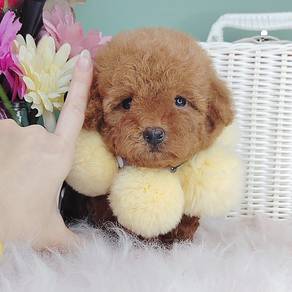 Poodle