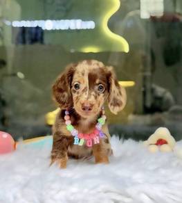 MINIATURE DACHSHUND Puppies 104 🐻 Adorable Puppy