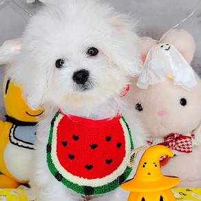 Bichon Frise