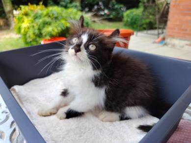 TOPs A-GRADE Yujiro Black White Curl Ragdoll cat