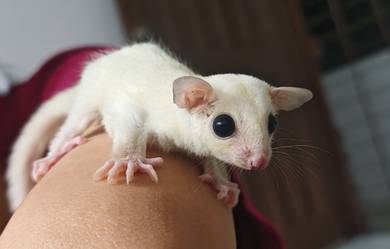 sugar glider leucistic