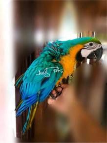 Burung Parrot Blue and Gold Macaw