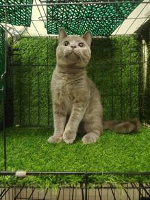 kucing bsh blue