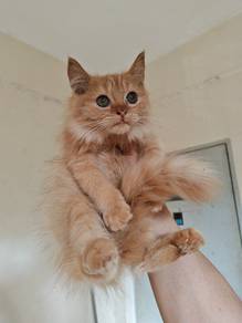 DLH kitten