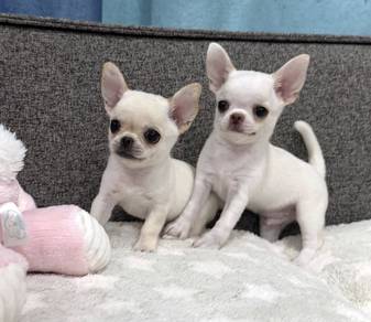 CHIHUAHUA PUPPIES 297 🌷Head Apple Cute Dog