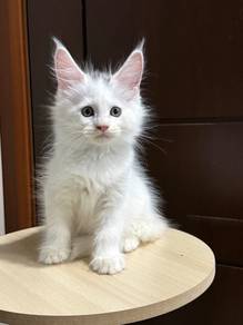mainecoon purebred