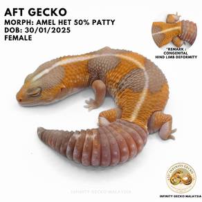 Adoption AFT African Fat Tailed Gecko Amel Johor