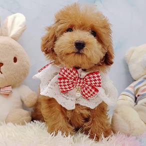 Poodle