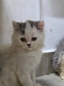 persian